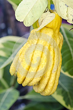 Fully ripe Fingered Citron or Buddha Hands.