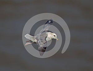 Fulmar