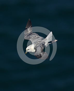 Fulmar