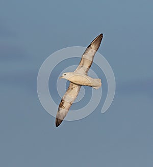 Fulmar