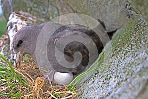 Fulmar female sits on single egg for incubation 2