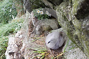 Fulmar female sits on single egg for incubation 2