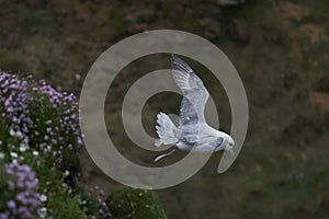 Fulmar in flight on Great Saltee Island, Ireland.