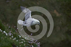 Fulmar in flight on Great Saltee Island, Ireland.