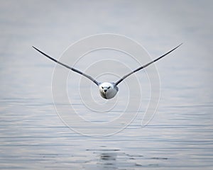 Fulmar in flight low over water