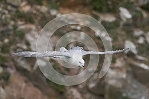 Fulmar flying along a cliff of Great Saltee Island