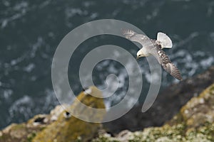 Fulmar flying along a cliff of Skomer Island