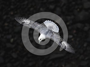 Fulmar Flying over dark Rocks