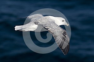 Fulmar (Fulmaris glacialis) in flight