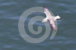 Fulmar Fulmarus glacialis