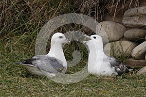 Fulmar, Fulmarus glacialis