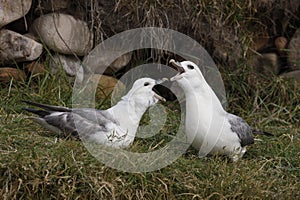 Fulmar, Fulmarus glacialis