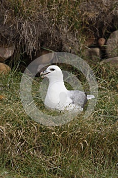 Fulmar, Fulmarus glacialis