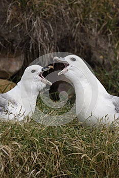 Fulmar, Fulmarus glacialis