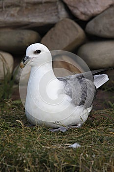 Fulmar, Fulmarus glacialis