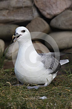 Fulmar, Fulmarus glacialis