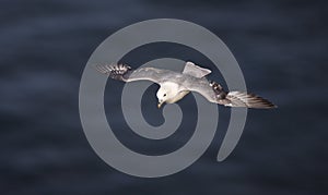 Fulmar, Fulmarus glacialis