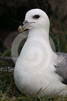 Fulmar, Fulmarus glacialis