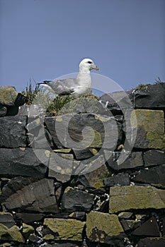 Fulmar, Fulmarus glacialis