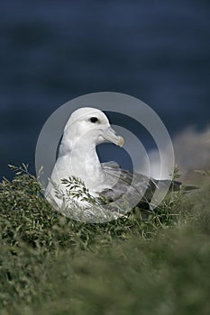 Fulmar, Fulmarus glacialis