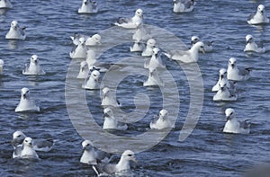 Fulmar, Fulmarus glacialis