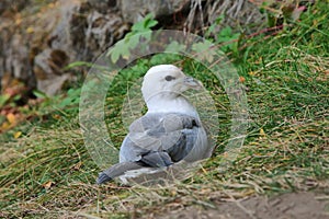 Fulmar, Fulmarus glacialis