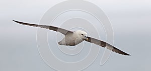 Fulmar, Fulmarus glacialis