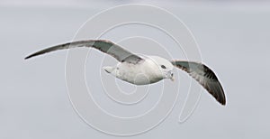 Fulmar, Fulmarus glacialis