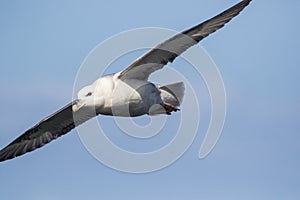 Fulmar Fulmarus glacialis in flight