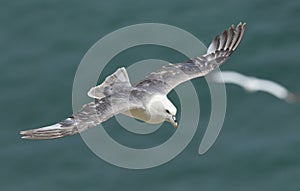 A Fulmar, Fulmarus glacialis, flying along the coastline at Bempton Cliffs. It is nesting in the Cliffs.