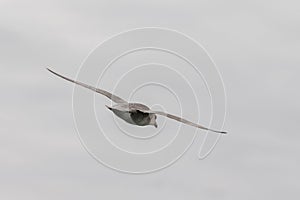 Fulmar, Fulmarus glacialis, flying away with cloudy background. Isfjorden, Spitsbergen Svalbard Norway