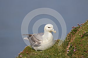 Fulmar Fulmarus glacialis sat on grassy slope