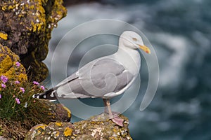 Fulmar. Fulmarus glacialis stendingon cliff. Shetland. Scotland