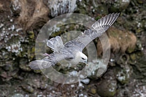 Fulmar Fulmarus glacialis. Wild life animal in scotland