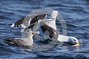 A fulmar and great black-backed gulls fighting for a dead cod fish