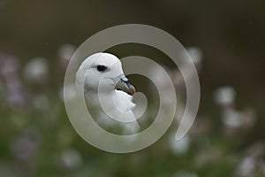 Fulmar on Great Saltee Island, Ireland.