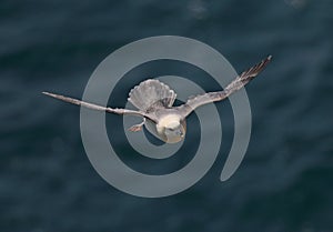 Fulmar inflight