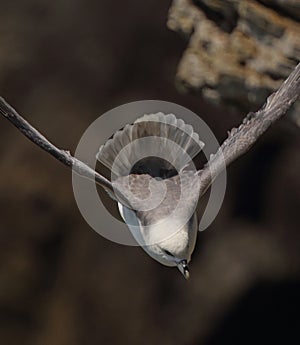 Fulmar inflight