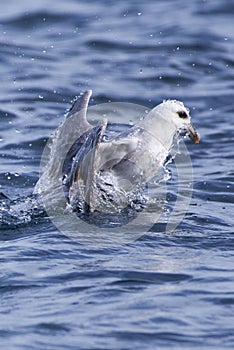 Fulmar rising to the surface