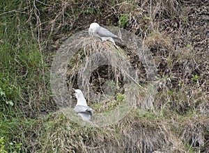 Fulmar seabirds nesting on cliff