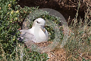 Fulmar sitting on nest in wild habitat