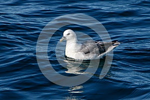 Fulmar swimming