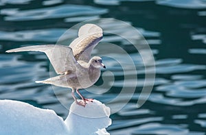 Fulmar takes off from the tip of an iceberg in the Disko Bay, G