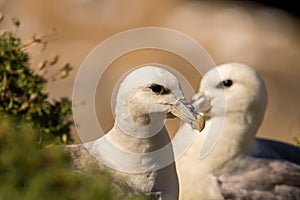 Fulmarus glacialis - northern fulmar