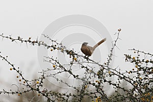 A fulvous babbler or fulvous chatterer, Argya fulva