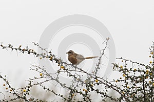 A fulvous babbler or fulvous chatterer, Argya fulva