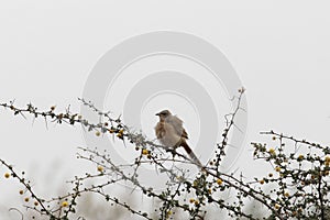 A fulvous babbler or fulvous chatterer, Argya fulva