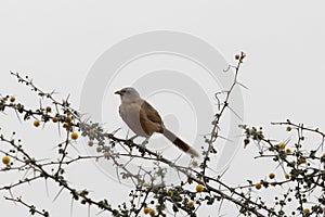 A fulvous babbler or fulvous chatterer, Argya fulva