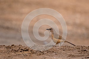 Fulvous Babbler, Fulvous Chatterer, Argya fulva, Turdoides fulva. Sahara desert, Morocco