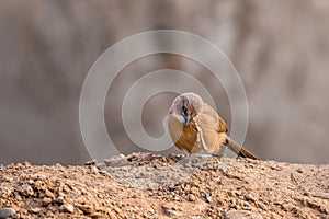 Fulvous Babbler, Fulvous Chatterer, Argya fulva, Turdoides fulva. Sahara desert, Morocco